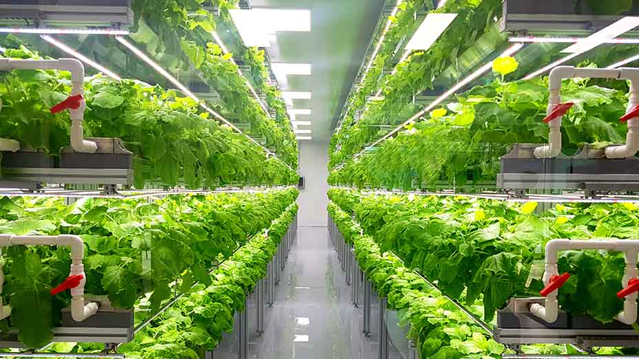 Plant vertical farms, indoors and lined up either side of a pathway