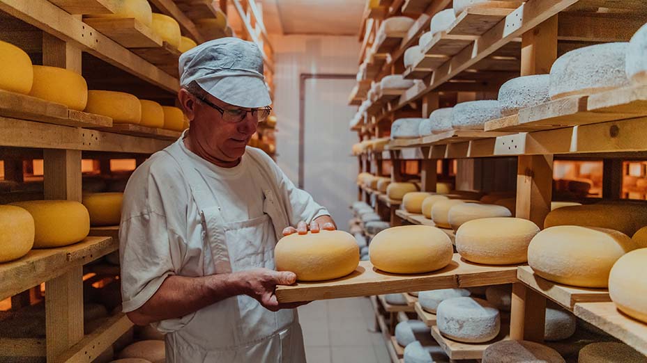 A worker at a cheese factory sorting freshly processed cheese on drying shelves.