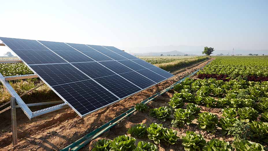 A lettuce field irrigated by means of solar energy