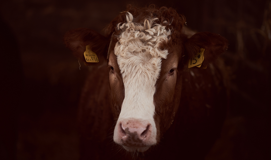 Scott Brothers Butchers